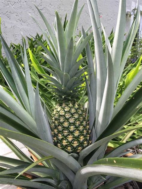 Hs7mg055 Pineapple Growing In The Florida Home Landscape