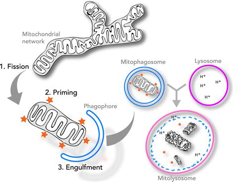 Mammalian Mitophagy From In Vitro Molecules To In Vivo Models
