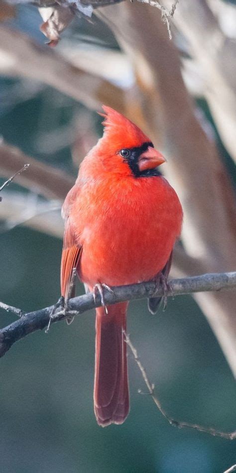 Picture Of A Red Cardinal Bird Pet Care Is Both Enjoyable Business