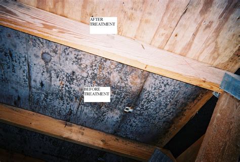 How To Remove Mold In Basement Home Design Modern