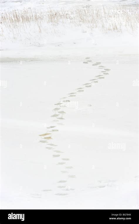 Polar Bear Tracks Hi Res Stock Photography And Images Alamy