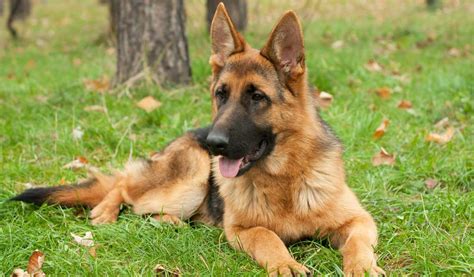 German Shepherd Dog Breed Information Photos History And Care