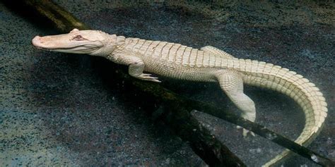 Extremely Rare Albino Alligator Arrives At Illinois Zoo Fox News