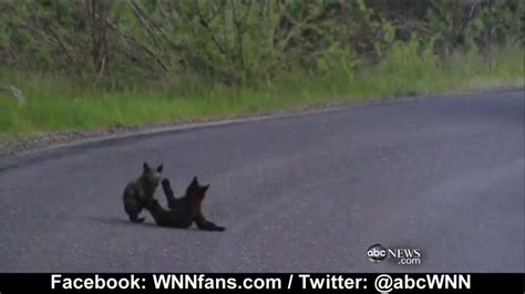 Bear Cubs Wrestling In Yosemite National Park Youtube