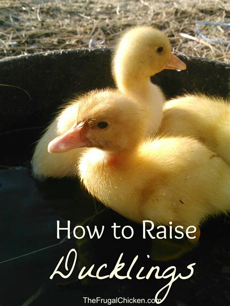 How To Raise Ducklings Backyard Ducks Raising Ducks Chickens Backyard