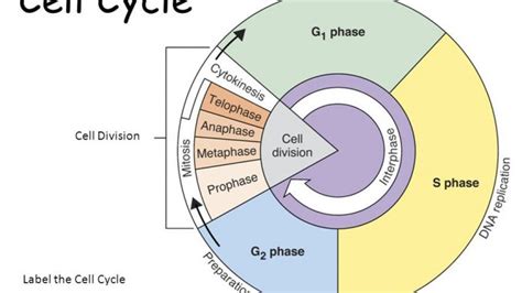 Phases Of Cell Cycle Online Biology Notes