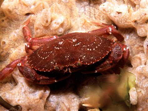 Atlantic Rock Crab Cancer Irroratus Image Free Stock Photo Public