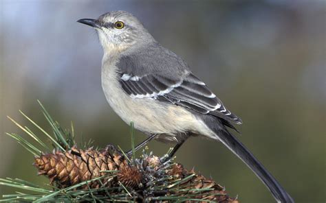 Northern Mockingbird Audubon Field Guide