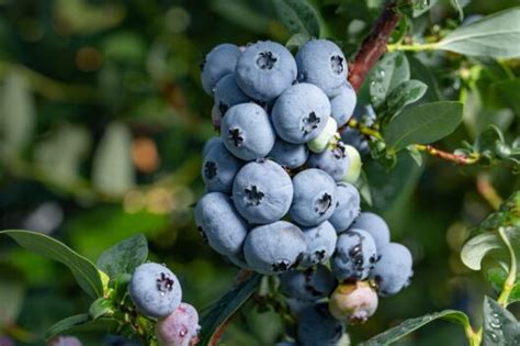 Nelson Highbush Organic Blueberry Plant Backyard Berry Plants