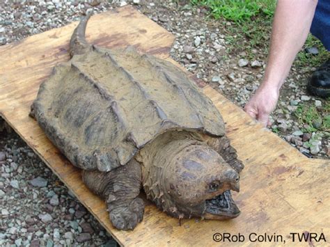 Tennessee Watchable Wildlife Alligator Snapping Turtle