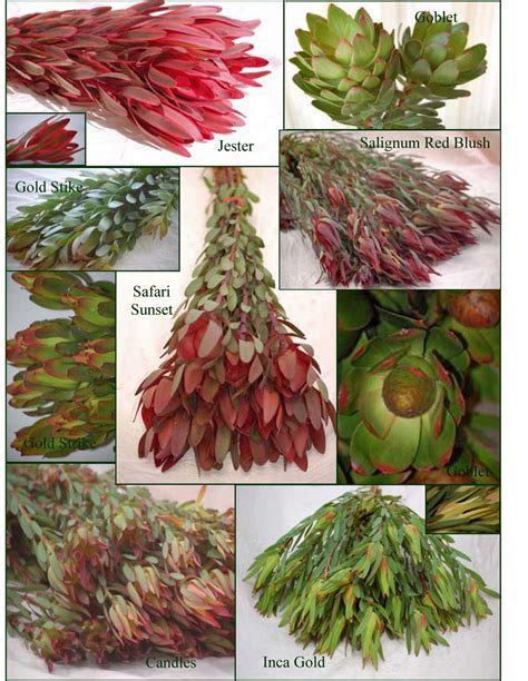 Check spelling or type a new query. A Passion for Flowers: Leucadendron