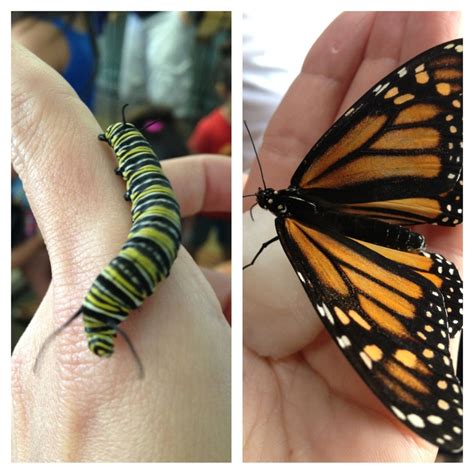 Monarch Butterfly Education For Free Dancetta Is A Butterfly Lover And