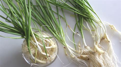 The Difference Between Green Garlic And Garlic Scapes