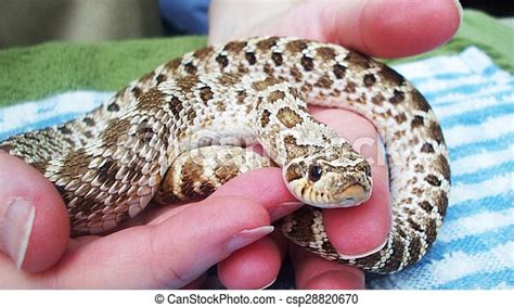 Holding a hognose snake. Holding a hognose snake. | CanStock