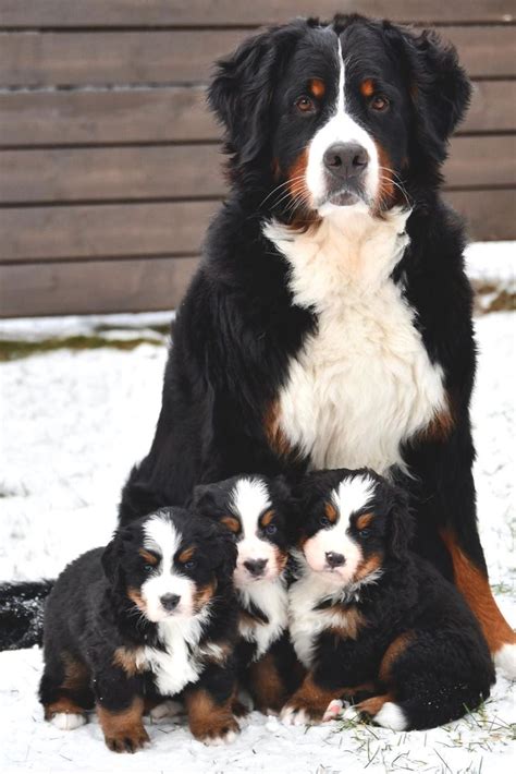 Mystical Burmese Mountain Dogs Bernese Mountain Dog Puppy Cute Dogs