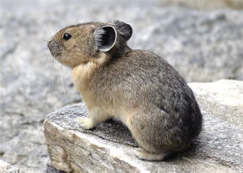 Speaking Of Nature Rabbits And Pikas And Hares Oh My Lifestyle