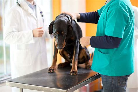 Pancreatic Cancer In Dogs Clemmons Vets