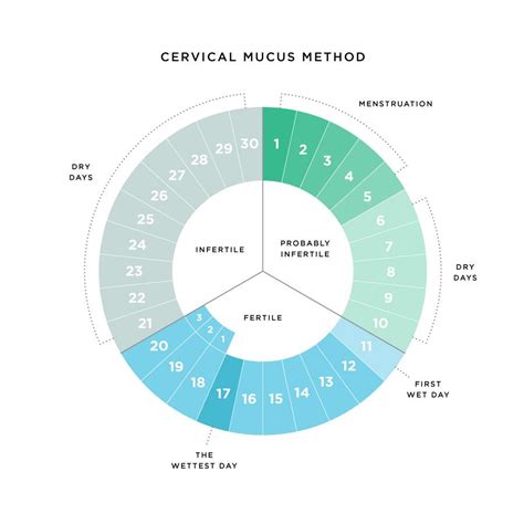 Cervical Mucus Fertility Chart