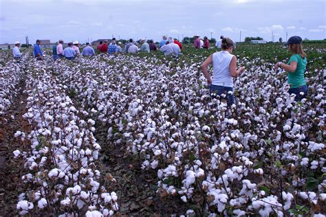 South Texas Cotton And Grain Preplant Meeting Slated Jan 16 Agrilife