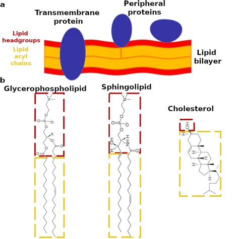 A Schematic Representation Of A Lipid Bilayer With Membrane Proteins