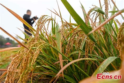 3rd Generation Hybrid Rice Achieves Record Yields In China