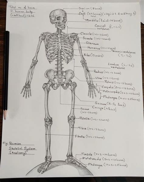 Human Skeletal System Anatomy Drawing With A Sketch Pencil Label
