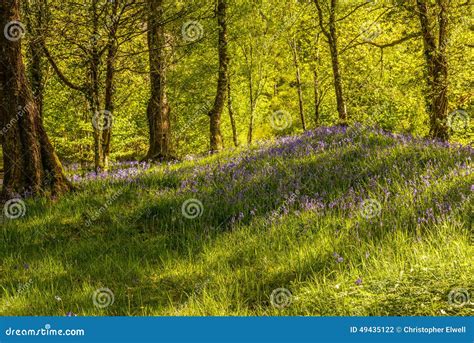 Woodland Of Bluebells Stock Photo Image Of Filtered 49435122