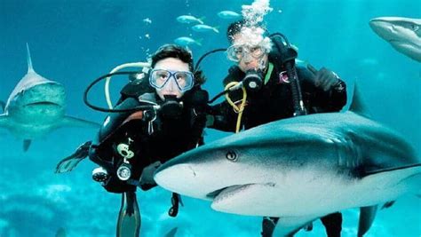 Dive With Sharks In Resorts World Sentosa