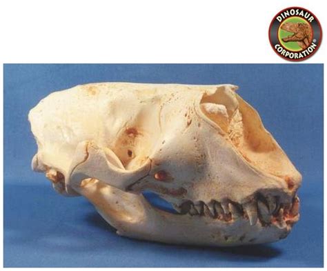 grey seal skull for sale dinosaur corporation