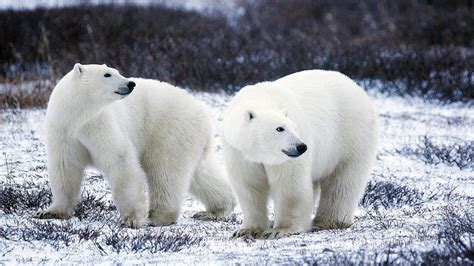 Russias Military Vows To Prevent Invasion Of Polar Bears In Arctic
