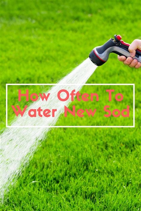 How often you would water a lawn depends on the grass type, heat and drought, and other factors. How Often To Water New Sod | Sod grass, Lawn sod, Sod