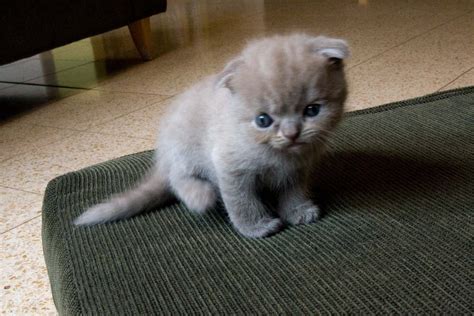 The Cutest Scottish Fold Kittens Videos Of 2014