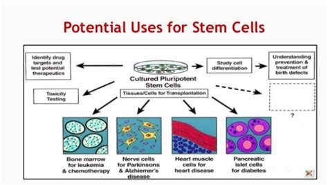 The Situation Of The Clinical Use Of Stem Cells Bioethics Observatory
