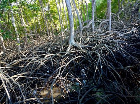 Bentuk relief permukaan bumi relief → perbedaan tinggi rendah suatu tempat relief daratan relief dasar laut b. Bentuk Muka Bumi Aktivitas Penduduk Dan Jenis Komoditas ...