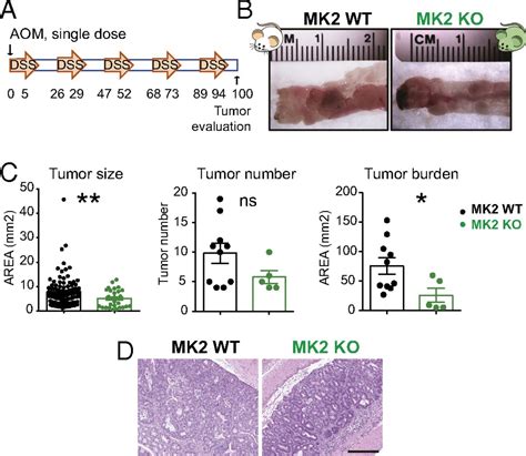 Mk2 Contributes To Tumor Progression By Promoting M2 Macrophage