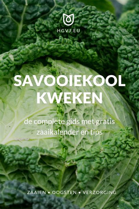 Broccoli With The Words Savoiekool Kwkenn On It