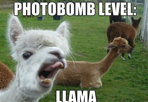 21 Funny Llama Memes If You Dont Need No Drama