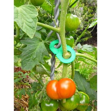 Tomato Clip Growing Things