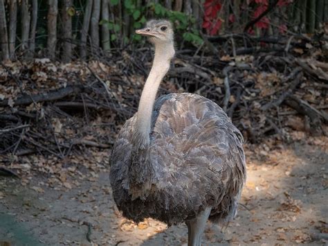 Strauss South Africa Zoo Bird Animal Feather Portrait Ostrich