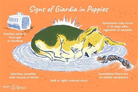 How To Treat Giardia In Puppies
