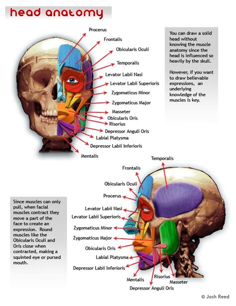 Drawsh Head Anatomy