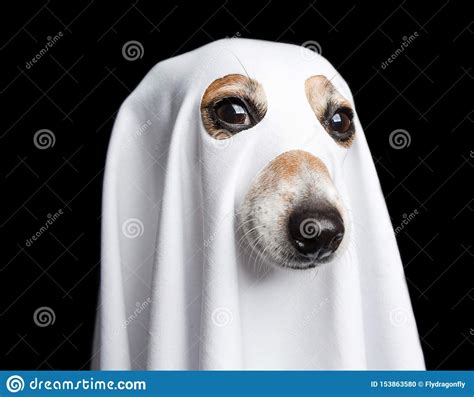 Halloween Ghost Portrait Funny Dog On Black Background Stock Photo