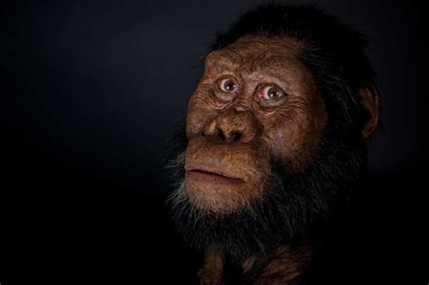 ‘remarkably Complete 38 Million Year Old Cranium Of Human Ancestor
