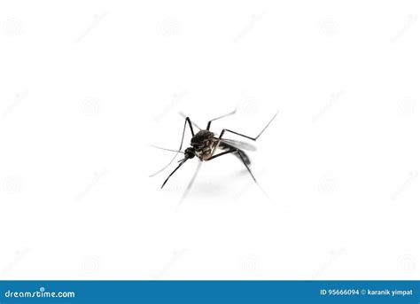Mosquito On White Background Macro Stock Photo Image Of Disease