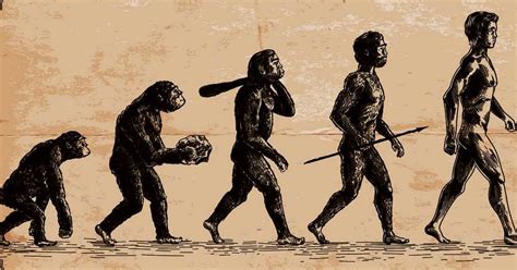 Homo Soloensis: Pengertian, Sejarah, dan Ciri-Cirinya ...