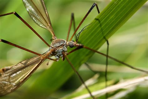 One Species A Day Crane Fly