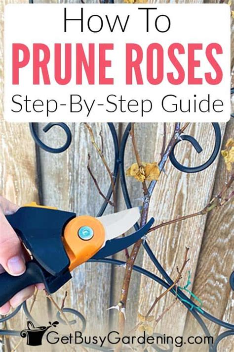 Roses Are One Of The Easiest Plants To Learn To Prune And You Cant