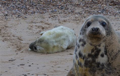 Blakeney Point Where To See Seals In Norfolk Goodtoknow