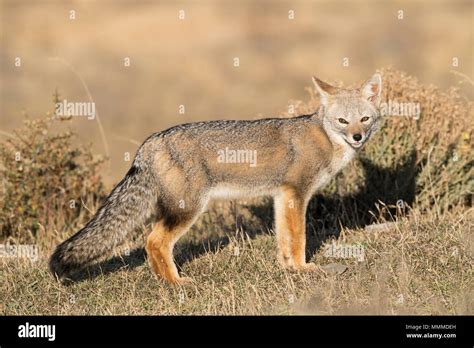 South American Gray Fox Stock Photo Alamy