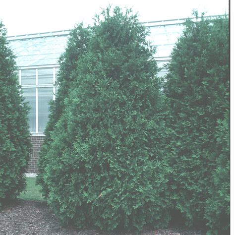 Techny Thuja Spring Meadow Wholesale Liners Spring Meadow Nursery